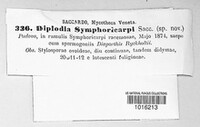 Diplodia symphoricarpi image